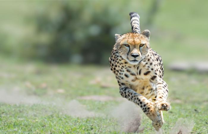 Concerns for Cheetahs_ rajkotupdates.news_cheetah-magnificent-but-fragile-experts-list-concerns-for-cheetahs