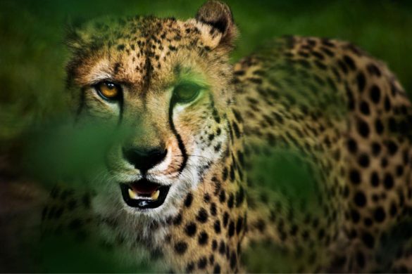 rajkotupdates.news_cheetah-magnificent-but-fragile-experts-list-concerns-for-cheetahs